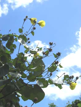 Hibiscus tiliaceus   - flower detail