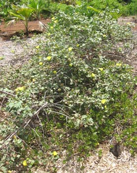 Gossypium tomentosum   - 
