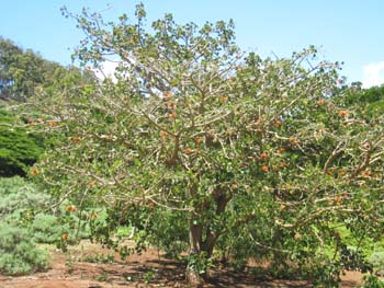 Erythrina sandwicensis orange flowered  - tree with orange flowers