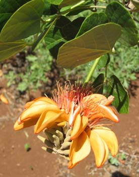 Erythrina sandwicensis orange flowered  - flower detail