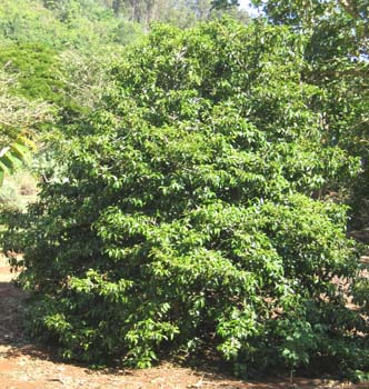 Psydrax odorata   - 