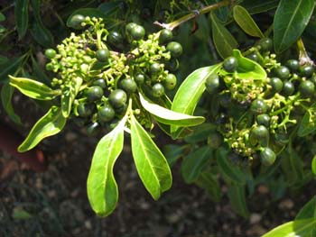 Psydrax odorata   - fruit