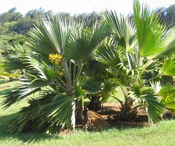 Pritchardia hillebrandii   - 