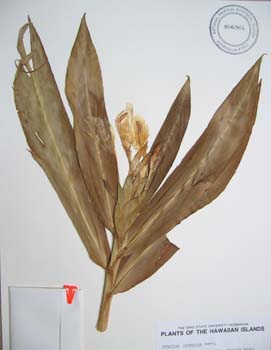 Hedychium coronarium   - 