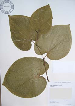 Piper methysticum   - 