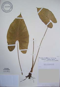 Alocasia macrorrhizos   - 