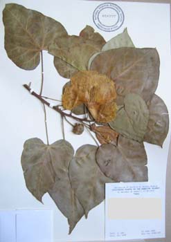 Thespesia populnea   - 