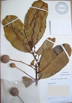 Calophyllum inophyllum   - 