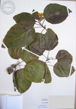 Cordia subcordata   - 
