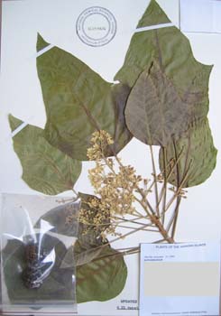 Aleurites moluccana   - 