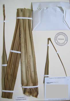 Pandanus tectorius   - 