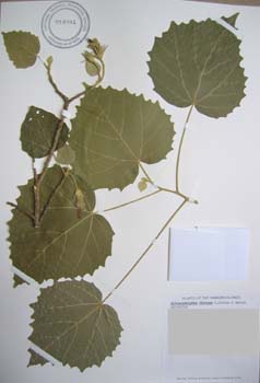 Hibiscadelphus distans   - 