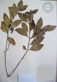 Psydrax odorata   - 