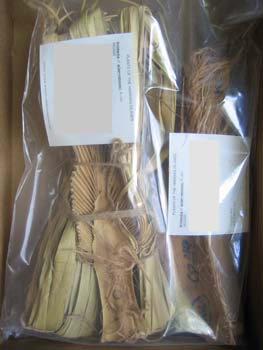 Pritchardia aylmer-robinsonii   - 