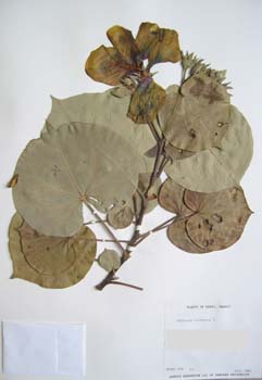 Hibiscus tiliaceus   - 