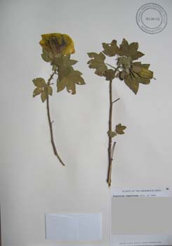 Gossypium tomentosum   - 