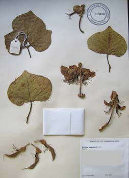 Erythrina sandwicensis   - 