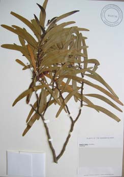 Acacia koaia   - 
