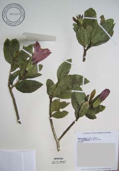 Hibiscus kokio subsp. saintjohnianus  - 