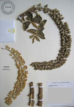 Polyscias racemosa   - 