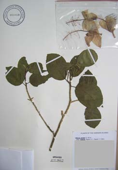 Hibiscus waimeae subsp. hannerae  - 