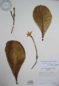 Brighamia insignis   - 