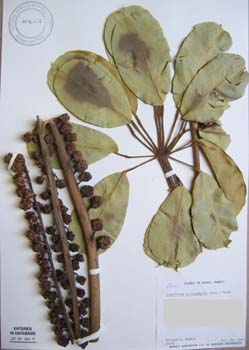 Schefflera actinophylla   - 