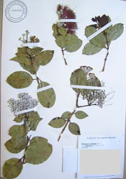 Metrosideros polymorpha   - 