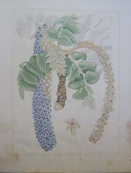 Polyscias racemosa   - Watercolor