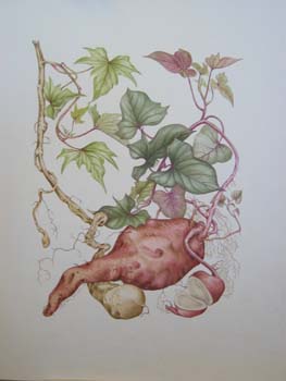 Ipomoea batatas   - Watercolor