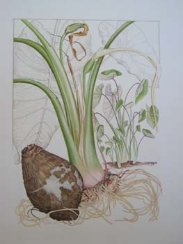 Colocasia esculenta   - Watercolor