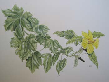 Hibiscus brackenridgei subsp. brackenridgei  - Watercolor