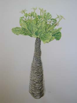 Brighamia insignis   - Watercolor