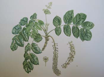 Polyscias racemosa   - Watercolor