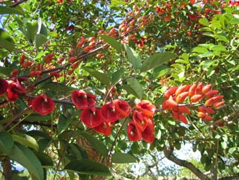 Erythrina X malottorum   - branch with flowers