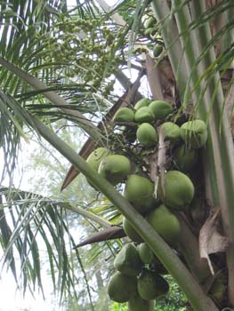 Cocos nucifera   - fruit detail