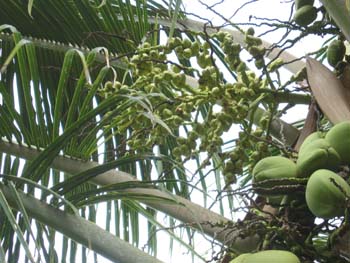 Cocos nucifera   - fruit detail