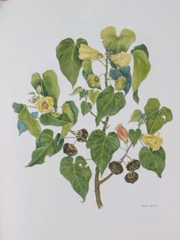 Thespesia populnea   - Watercolor