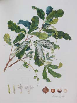Macadamia integrifolia   - Watercolor
