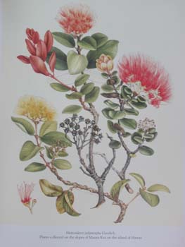 Metrosideros polymorpha   - Watercolor