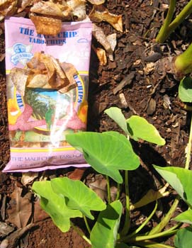 Colocasia esculenta   - Taro chips and plants