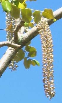 Polyscias racemosa   - 