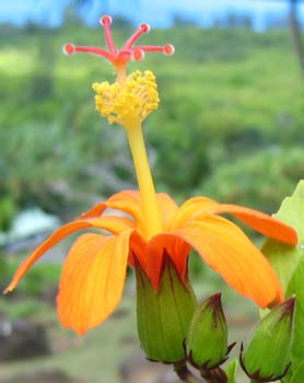 Hibiscus kokio subsp. saintjohnianus  - 