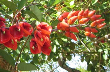 Erythrina X malottorum   - flower detail