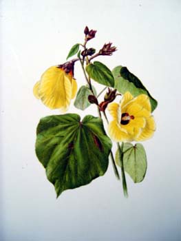 Hibiscus tiliaceus   - Sinclair, FI.   Indigenous Flowers of the Hawaiian Islands.   Marston, Searle and Rivington.  London.  1885.