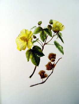 Gossypium tomentosum   - Sinclair, FI.   Indigenous Flowers of the Hawaiian Islands.   Marston, Searle and Rivington.  London.  1885.