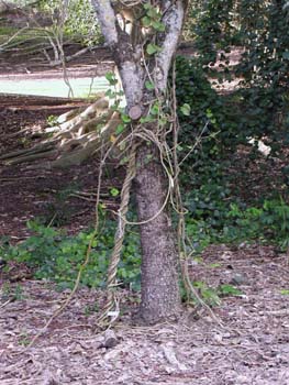 Chondrodendron tomentosum   - plant detail - vine and roots
