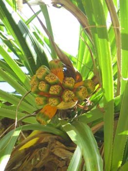 Pandanus tectorius   - tree detail
