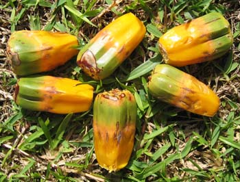Pandanus tectorius   - fruit detail