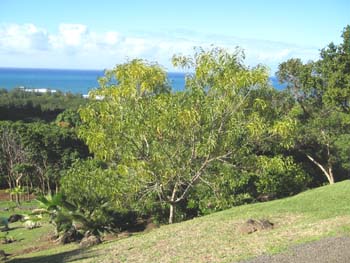 Acacia koaia   - 